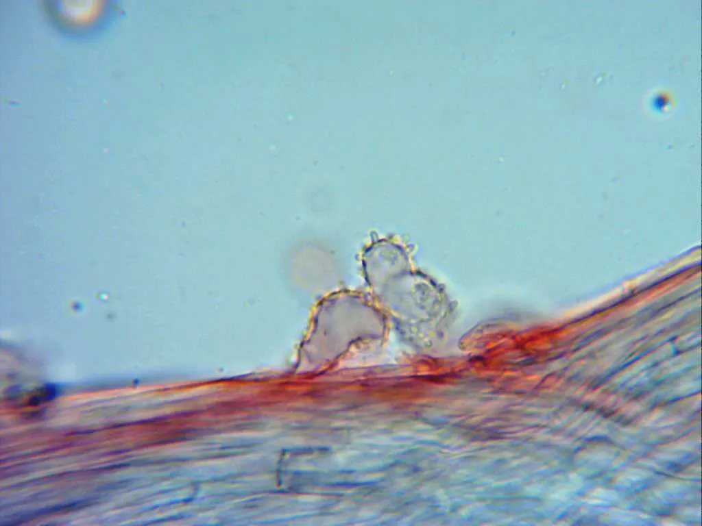 Microscopía de Mycena pseudocorticola - 4 - Caulocistidios